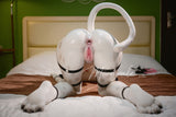 155cm/5ft1 B-Cup Full Silicone Furry Realistic Sex Doll Lyora